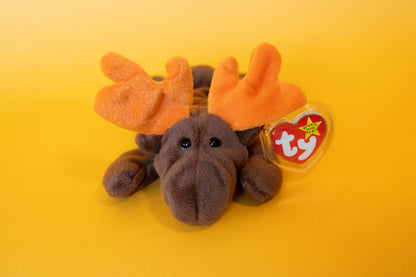 Chocolate (Moose) - TY Beanie Babies - PVC Pellets - Tag in Protector - Excellent Condition