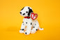 Dizzy (Dalmatian Dog - Black & White Spots, Black Ears) - TY Beanie Babies - Tag in Protector - Excellent Condition